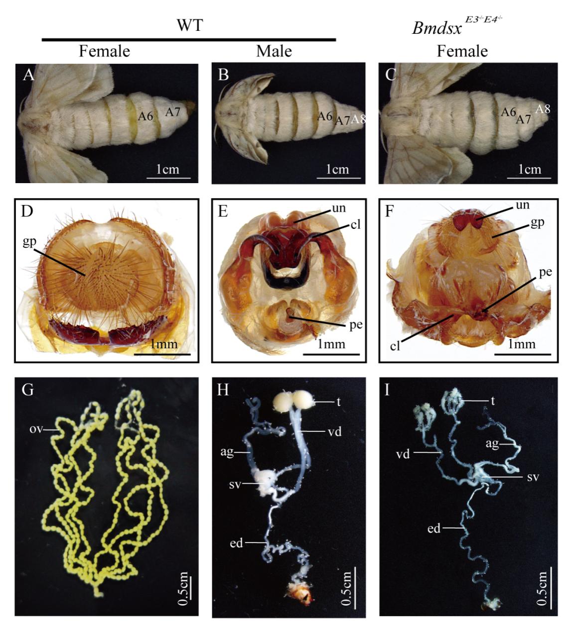文件名稱:家蠶圖片2.jpg原圖大小:0.17MB